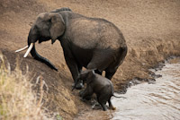 Elephants Crossing River